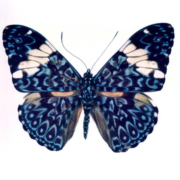 Real Hamadryas amphinome, "Red Cracker" Butterfly, spread for your project or laminated or unmounted