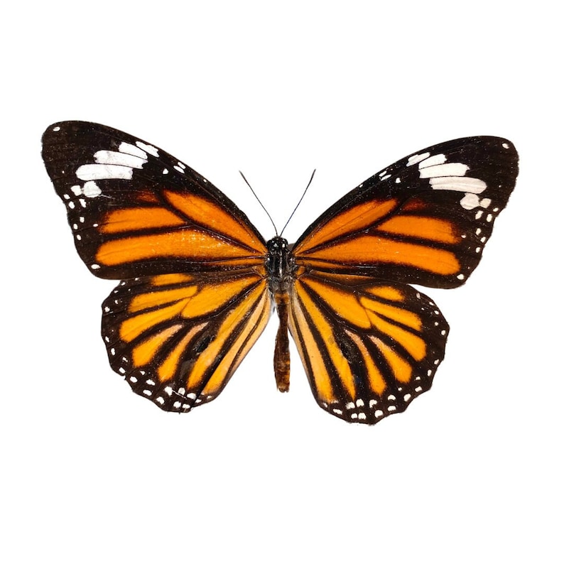 Common Tiger Butterfly, for your project, Danaus genutia image 1