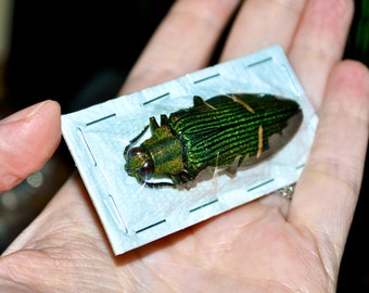 XL Green Jewel Beetles, Catoxantha opulenta