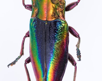 Real Metallic Rainbow Jewel Beetle, Cyphogastra javanica Unmounted