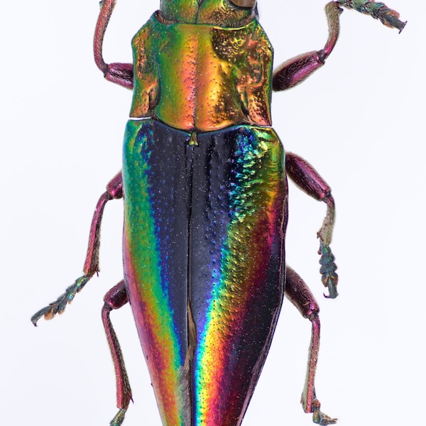Real Metallic Rainbow Jewel Beetle, Cyphogastra javanica Unmounted