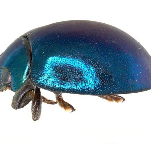 Real Tiny "Blue Steel" Ladybug, Halmus chalybeus Pack of 5