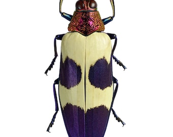 Pink/Purple Jewel Beetles, Real Dried Beetle Insect Unmounted Chrysochroa buqueti rugicollis