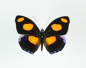 Catonephele numilia, real butterfly, spread for your project or laminated or unmounted