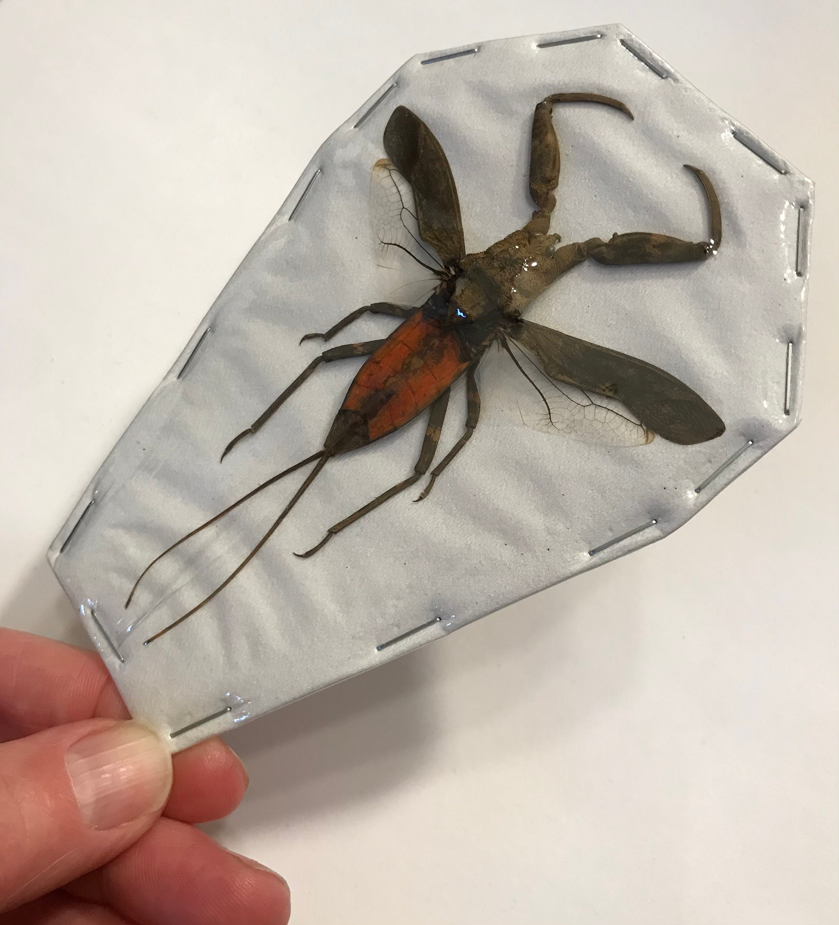 Real Water Scorpion, Wings Spread Out Laccotrephes Pfeiferiae - Etsy