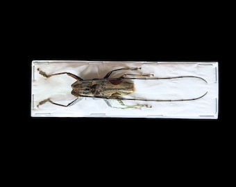 Large Longhorned Beetles, Parepepeotes togatus
