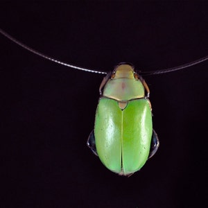 Real Green Scarab Beetle Necklace, Plusiotis erubescens, "Floating" Style