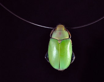 Real Green Scarab Beetle Necklace, Plusiotis erubescens, "Floating" Style