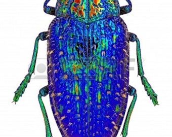 Blue Rainbow Jewel Beetle, Polybothris sumptuosa gema, Real Insect