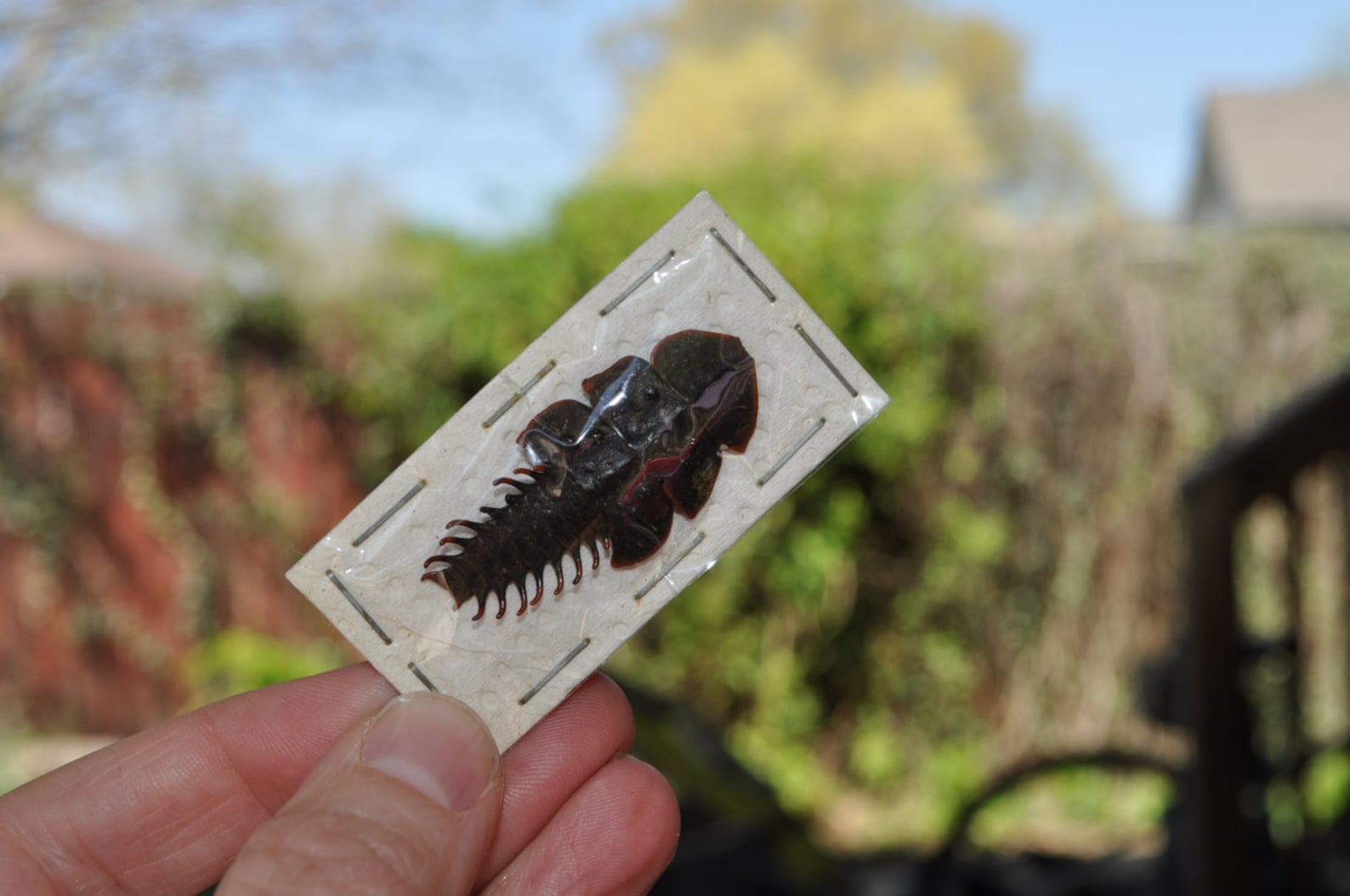 Trilobite Beetles Platerodrilus Ruficollis Real Etsy