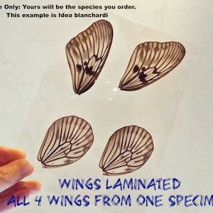 May include: Four wings from a single butterfly specimen, laminated and displayed on a white background. The wings are brown and white with black markings. The text "WINGS LAMINATED ALL 4 WINGS FROM ONE SPECIMEN" is written in blue below the wings.