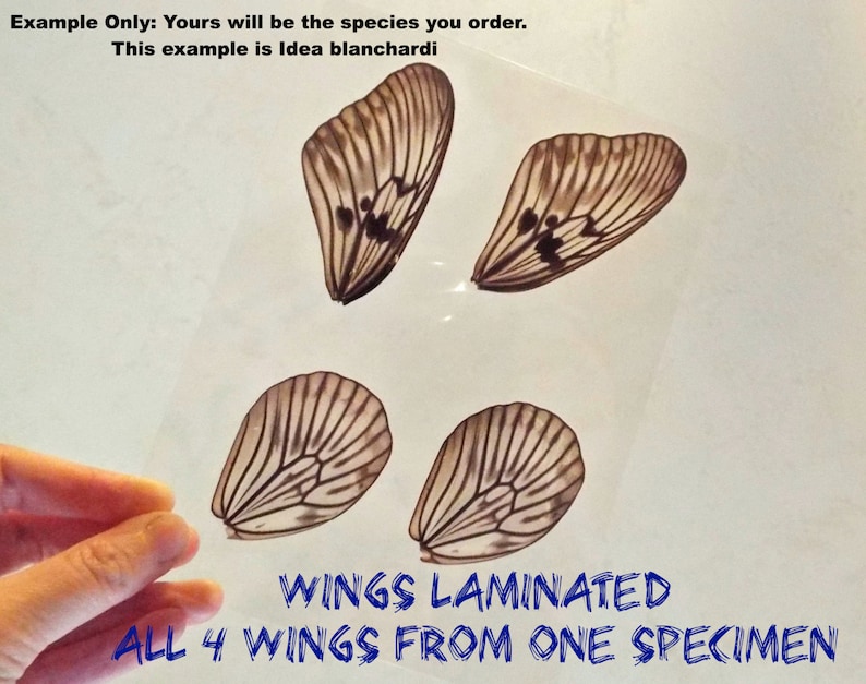 May include: Four wings from a single butterfly specimen, laminated and displayed on a white background. The wings are brown and white with black markings. The text "WINGS LAMINATED ALL 4 WINGS FROM ONE SPECIMEN" is written in blue below the wings.