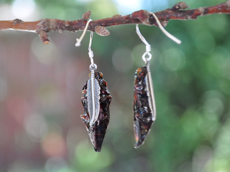 Floating Real Jewel Beetle Earrings, Cyphogastra javanica, similar to Moonrise Kingdom image 4