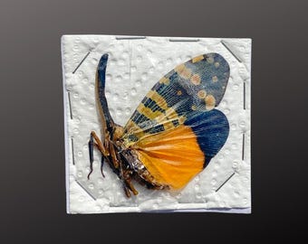 WINGS CLOSED: Real Lanternfly, Pyrops spinolae