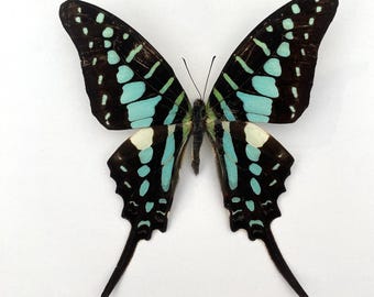 Real Graphium polycenes "Common Striped Swordtail" Butterfly, A/A- spread for your project or laminated or unmounted