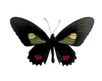 Real Parides erlaces, spread for your project or laminated or unmounted