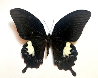 Canopus Swallowtail Butterfly, Papilio fuscus, for your project