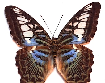 Real Parthenos sylvia lilacinus spread for your project or laminated or unmounted