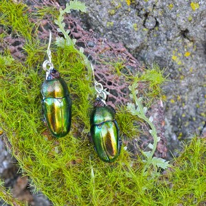 Floating Real Stag Beetle Earrings Green & Rust Moonrise Kingdom Movie image 4