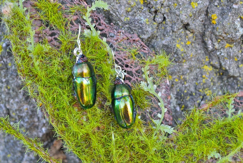 Floating Real Stag Beetle Earrings Green & Rust Moonrise Kingdom Movie image 4
