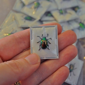 Real Tiny Metallic Green Beetles, Platycorynus nitidus, 5 pack image 5