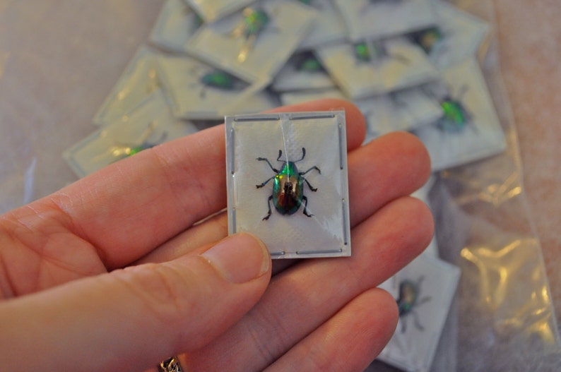 Real Tiny Metallic Green Beetles, Platycorynus nitidus, 5 pack image 5