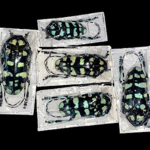 Turquoise Longhorned Beetles, Anoplophora elegans