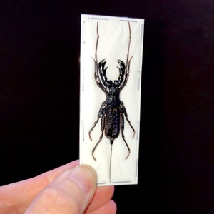 OVERSTOCK: Thelyphonus feuerborni, real Whip Scorpion or Vinegaroon