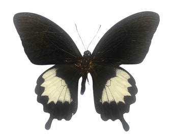 Albinus Swallowtail Butterfly, Papilio albinus, for your project