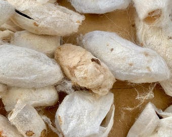 5 Real Moth Cocoons (empty), Samia cynthia Silk Moth