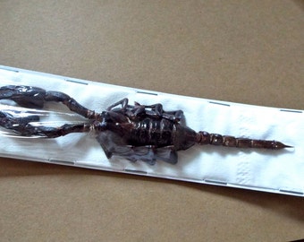 OVERSTOCK: Real Giant Scorpion, from Thailand, Heterometrus cyaneus