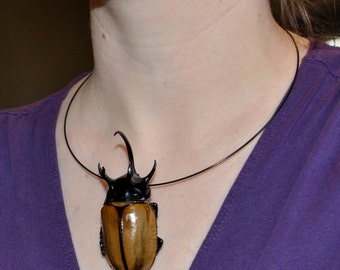 Real Giant Beetle Necklace, Eupatorus gracilicornis, "Floating" Style