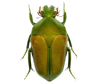 Green and Gold Flower Beetles, Megaphonia adolphinae