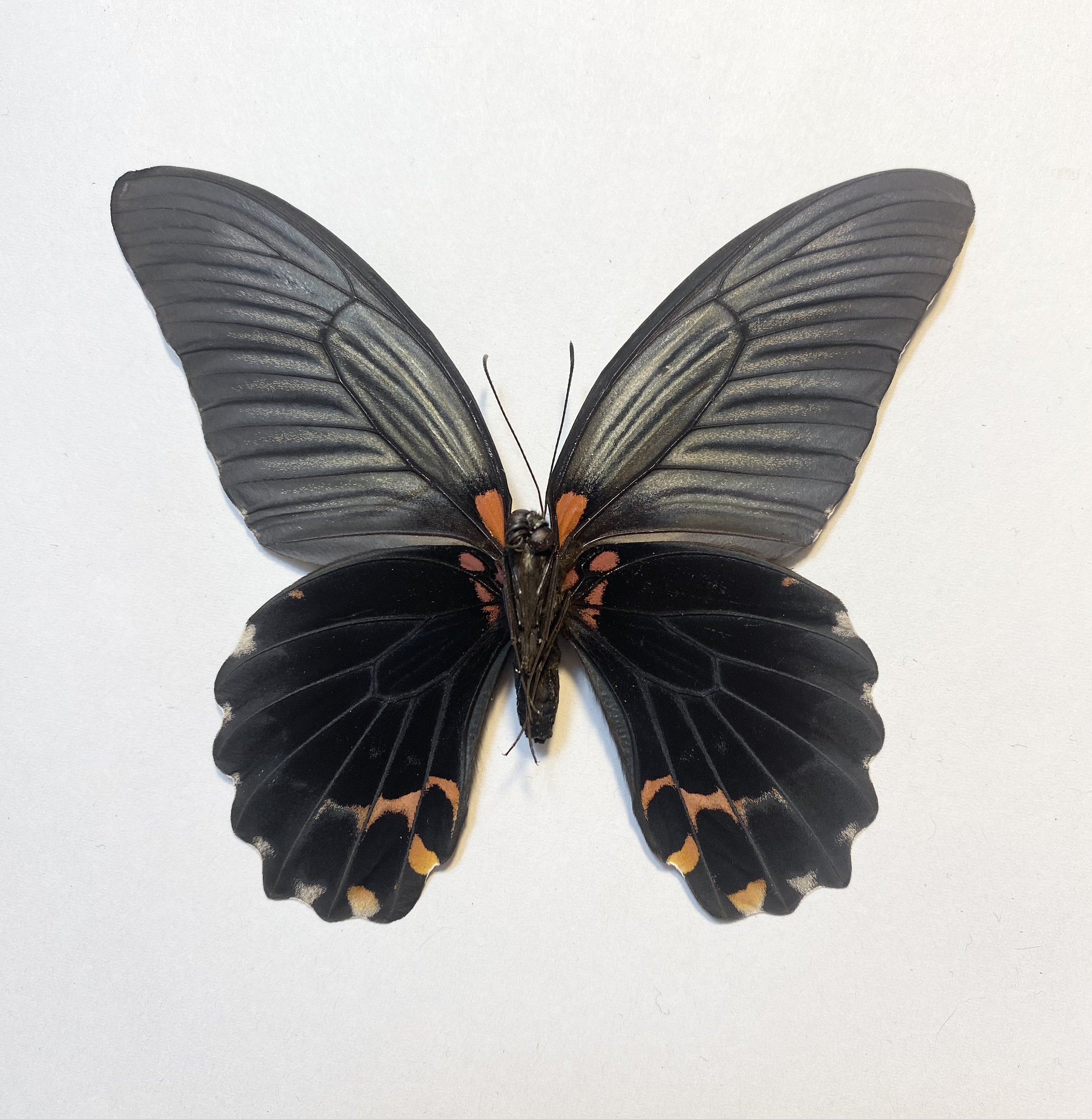 Great Mormon Butterfly, Papilio memnon, spread for your project or