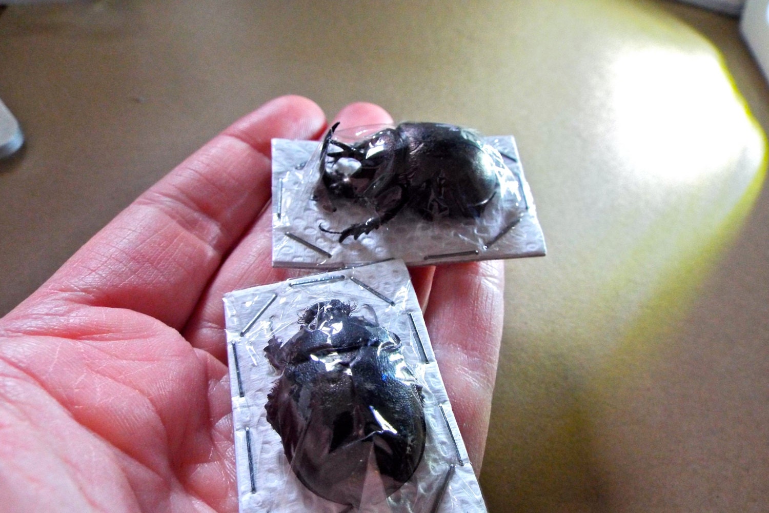 OVERSTOCK: Real Purple Dung Beetle Pair, Enoplotrupes Sharpi