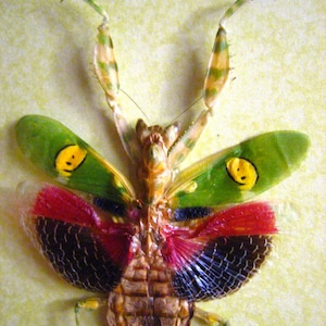 May include: A close-up of a praying mantis with vibrant colors. The insect has green and yellow wings with a distinctive pattern, and red and black accents on its lower wings. The mantis is positioned against a light yellow background.