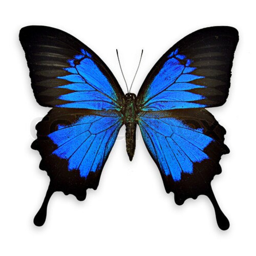 Papilio blumei,UNMOUNTED butterfly Papilio blumei,UNMOUNTED butterfly