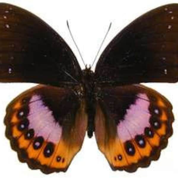 Purple Diadem Butterfly, Hypolimnas pandarus A-, spread for your project or laminated