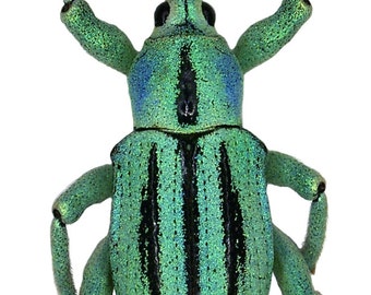 Real Turquoise Weevil Beetle, Eupholus cuvieri