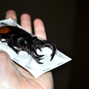 Giant Stag Beetles, Hexarthrius parryi males image 2