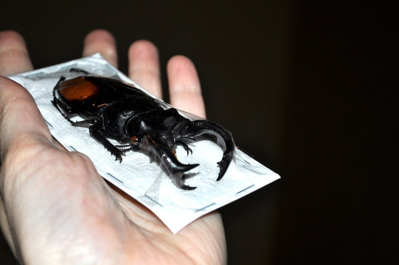 Giant Stag Beetles, Hexarthrius parryi males image 2