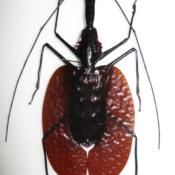 OVERSTOCK: Large Violin Beetles, Mormolyce phyllodes  Real