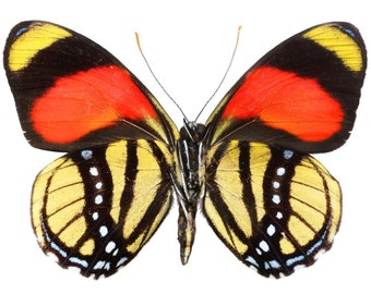 Real Callicore cajetani Butterfly, spread for your project or laminated or unmounted