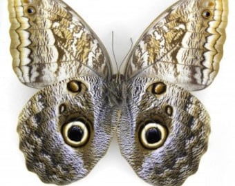 Real Owl (Caligo teucer) Butterfly, Spread for your project or laminated
