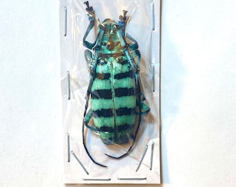 Escarabajos de cuernos largos de color turquesa, Anoplophora medenbachii
