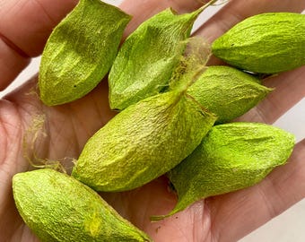 3 Real Moth Cocoons (empty), Rhodinia fugax Moth
