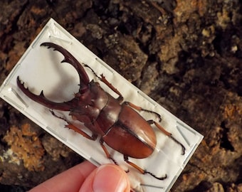 Stag Beetles, Prosopocoilus astacoides  Real Insect