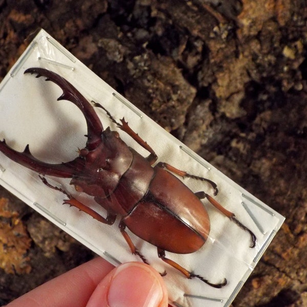Stag Beetles, Prosopocoilus astacoides  Real Insect