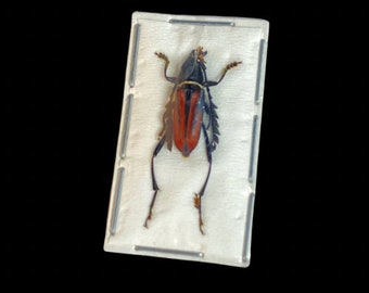 Interesting Longhorned Beetle, Euryarthrum takakuwai