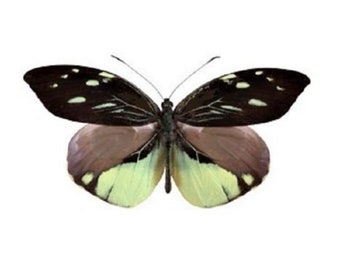 Real Dismorphia nemesis Butterfly, spread for your project or laminated or unmounted